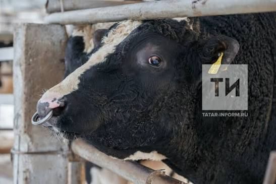 Үгезләргә субсидия программасы буенча Татарстан хуҗалыклары 1400 баш үгез сатып алган