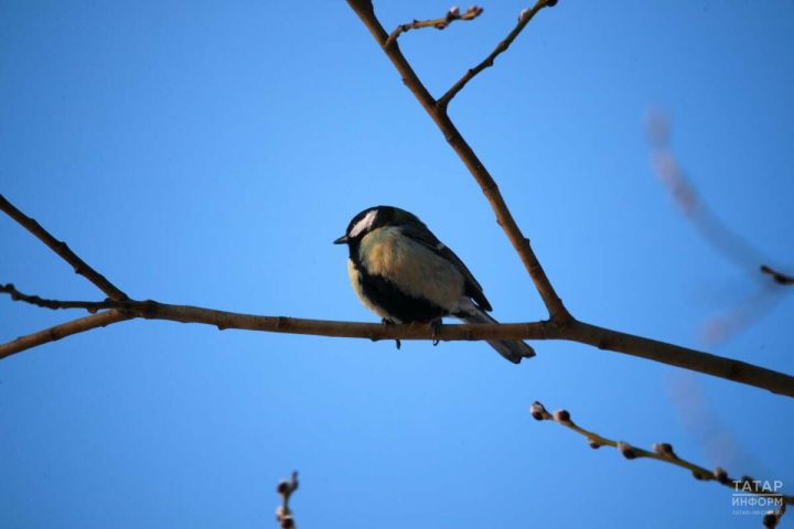 В Татарстане в выходные потеплеет до нуля градусов — синоптик