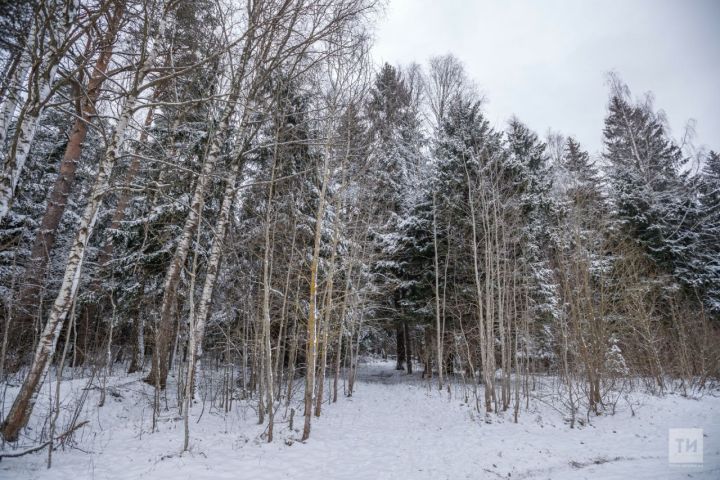 Ели, сосны и ясени: татарстанские лесники защитят поля от эрозии