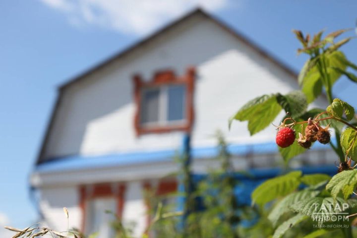 Ремонтант кура җиләген көзен ничек кисәргә?