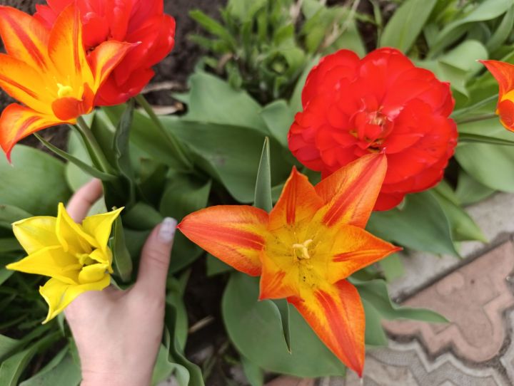 Лилияләр чәчәк атып беткәч нәрсә эшләргә: кисү һәм карау кагыйдәләре
