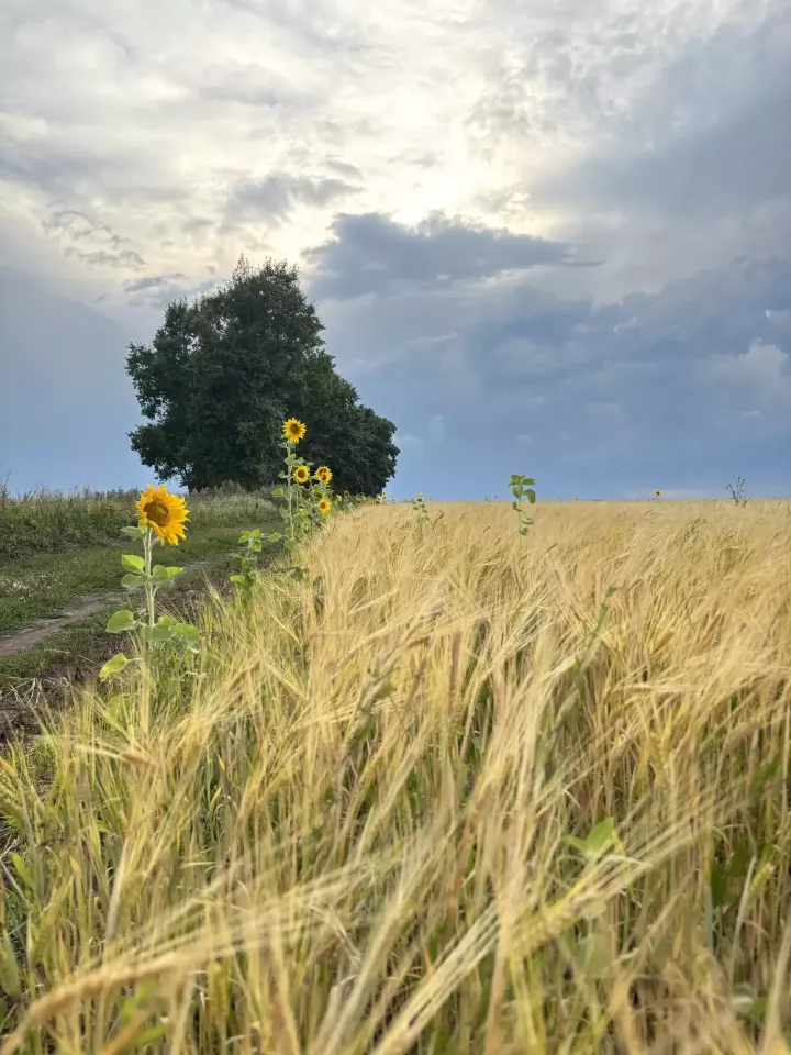 Татарстанда яшен, томан һәм +28 градуска кадәр җылы булуы фаразлана