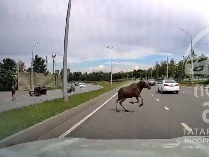 Водителей предупредили об опасности осеннего гона у лосей
